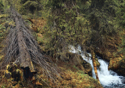 Vesiä ja Virtauksia, Pohjoistuulen Metsä